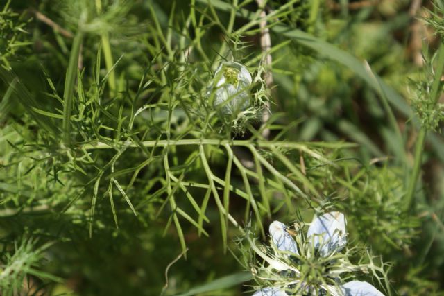 Nigella damascena