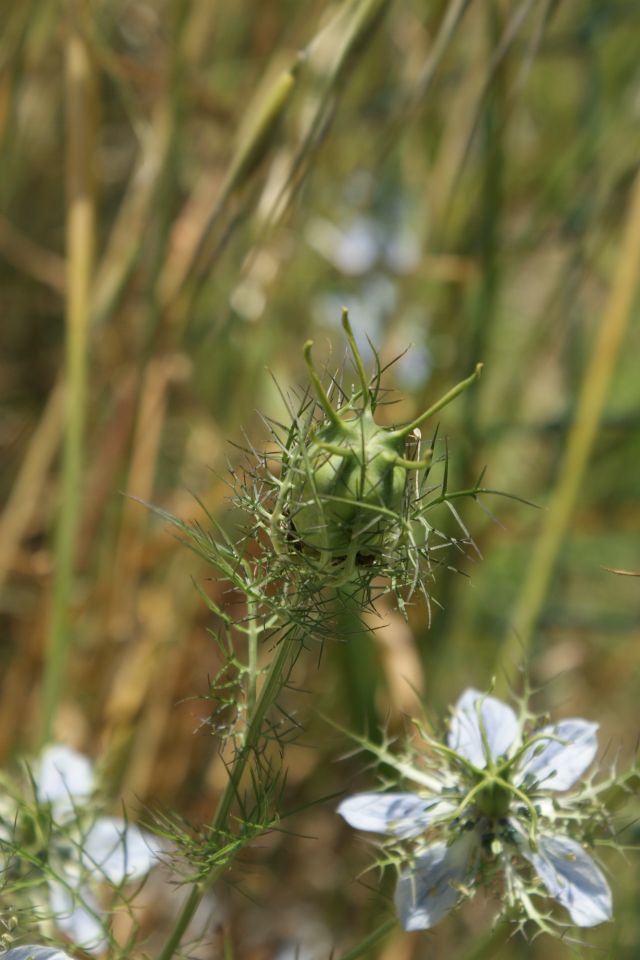 Nigella damascena