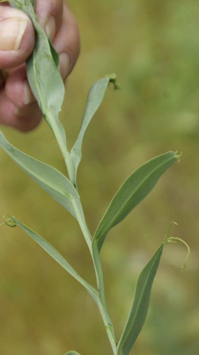 Lathyrus ochrus / Cicerchia pisellina