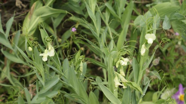 Lathyrus ochrus / Cicerchia pisellina