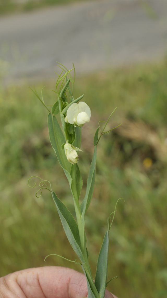 Lathyrus ochrus / Cicerchia pisellina