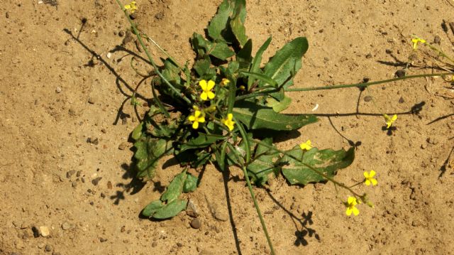 Diplotaxis tenuifolia