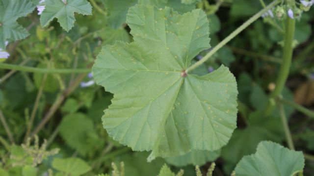 Lavatera cretica o  Malva?