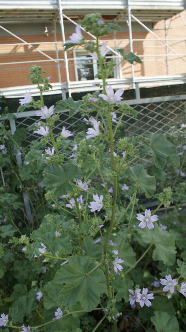 Lavatera cretica o  Malva?