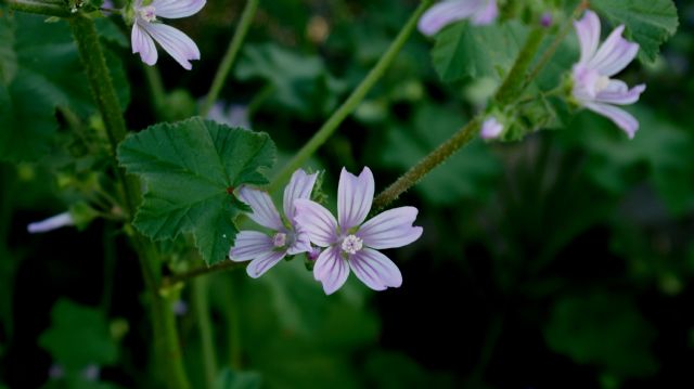 Lavatera cretica o  Malva?