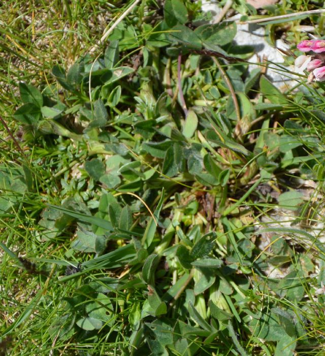 Anthyllis vulneraria e Trifolium sp.