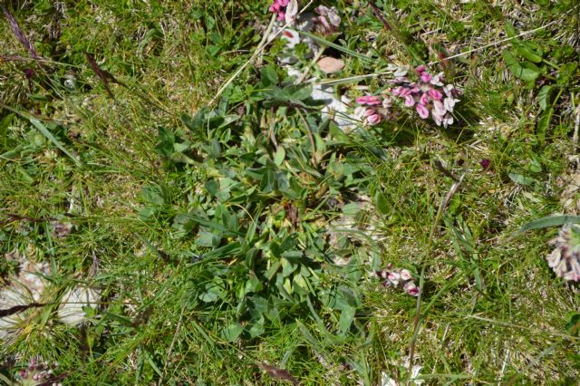 Anthyllis vulneraria e Trifolium sp.