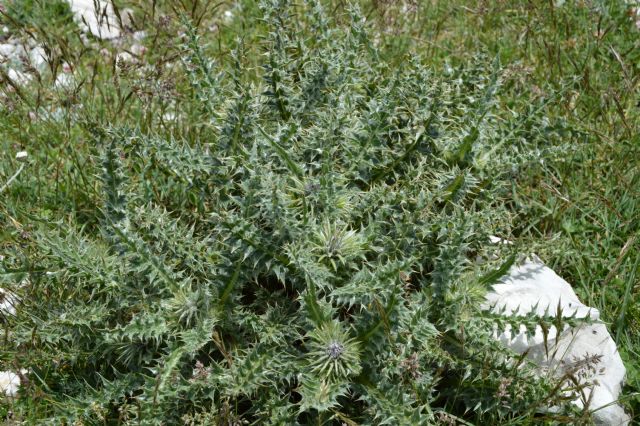 Carduus chrysacanthus / Cardo appenninico