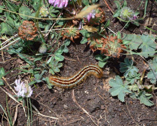 Malacosoma castrense (Lasiocampidae)