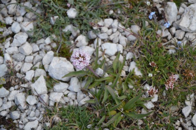 Valeriana tuberosa (Dipsacales - Caprifoliaceae)