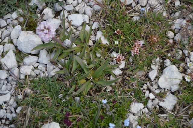 Valeriana tuberosa (Dipsacales - Caprifoliaceae)