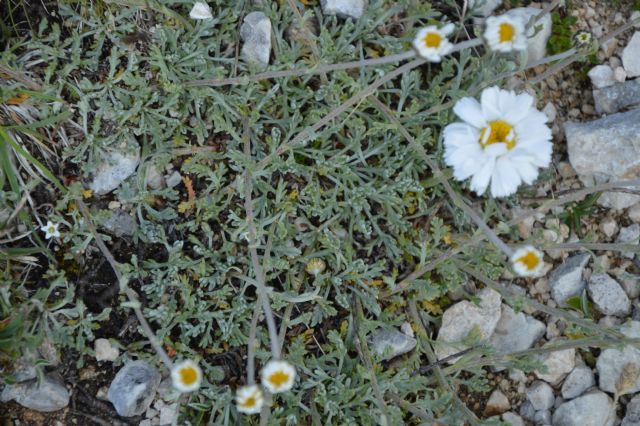 Anthemis cretica subsp. columnae