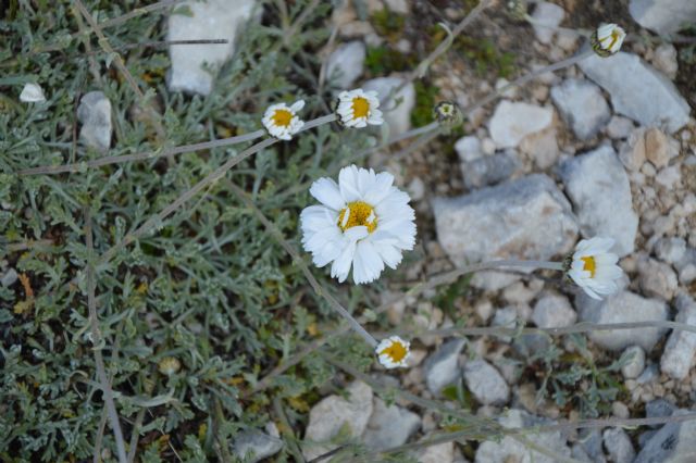 Anthemis cretica subsp. columnae