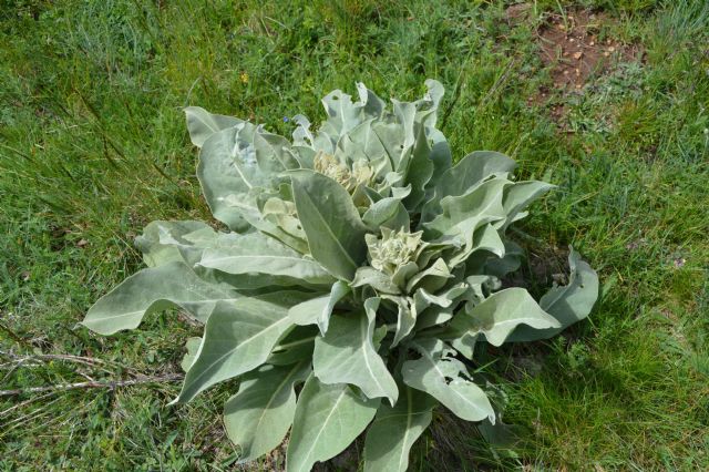 Verbascum sp. e Verbascum longifolium