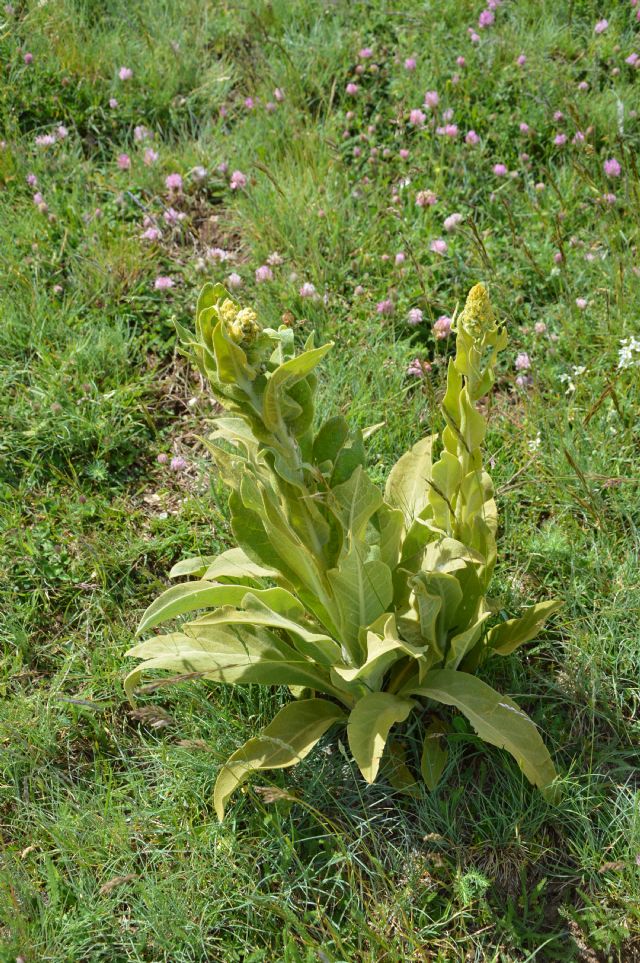 Verbascum sp. e Verbascum longifolium