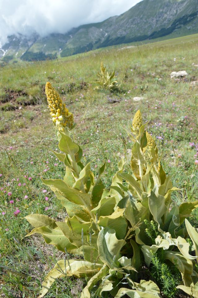 Verbascum sp. e Verbascum longifolium