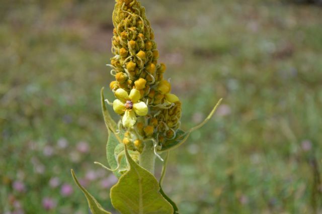 Verbascum sp. e Verbascum longifolium