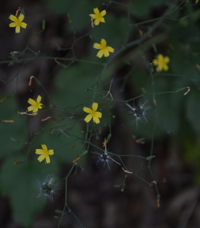 Mycelis muralis (=Lactuca muralis)