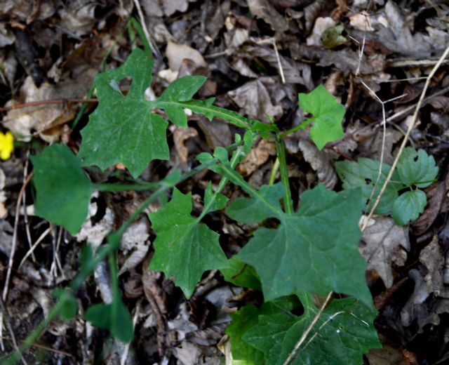 Mycelis muralis (=Lactuca muralis)