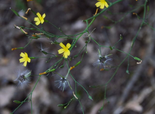 Mycelis muralis (=Lactuca muralis)