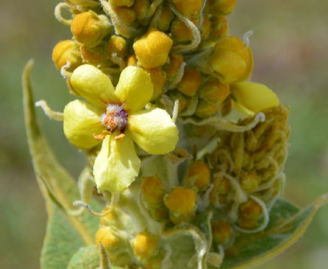 Verbascum sp. e Verbascum longifolium