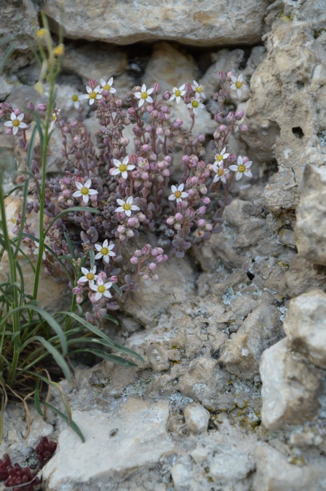 Sedum dasyphyllum / Borracina cinerea