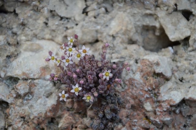 Sedum dasyphyllum / Borracina cinerea