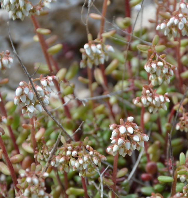 Sedum album