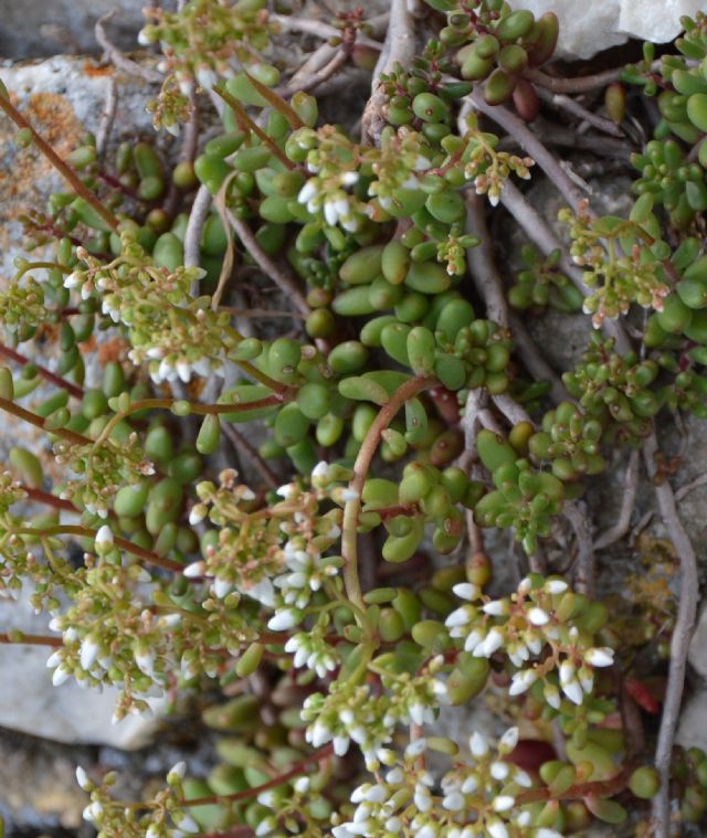 Sedum album