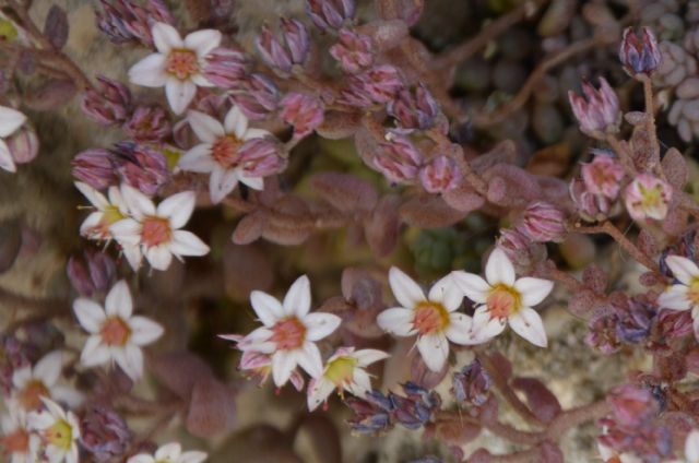 Sedum dasyphyllum / Borracina cinerea