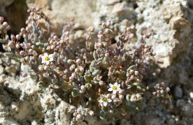 Sedum dasyphyllum / Borracina cinerea