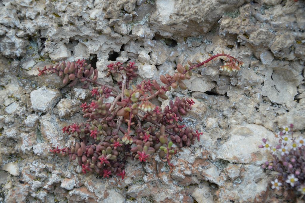 Sedum album