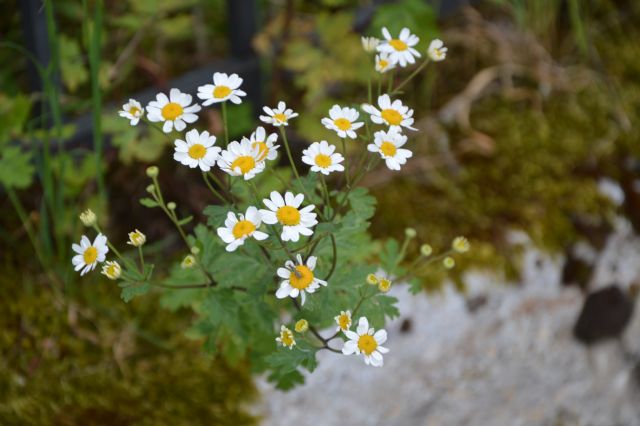 Tanacetum parthenium