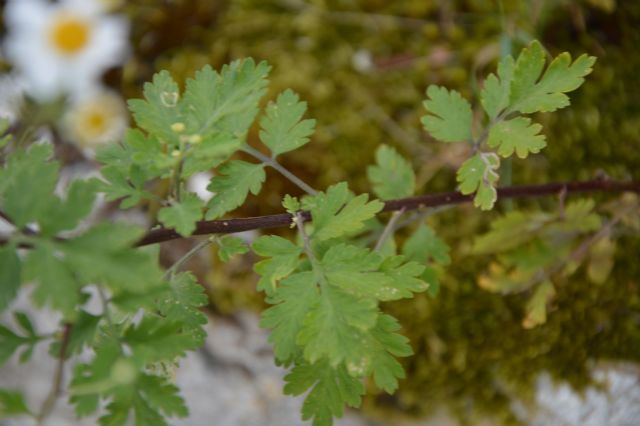 Tanacetum parthenium