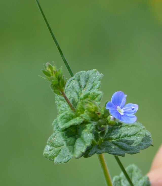 Veronica chamaedrys