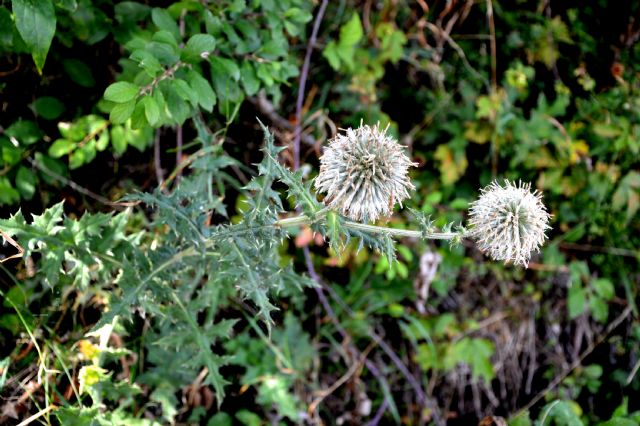 Echinops sphaerocephalus / Cardo pallottola (Asteraceae)