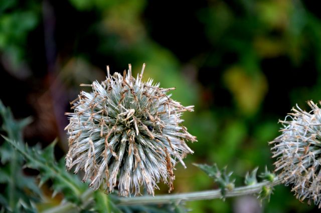 Echinops sphaerocephalus / Cardo pallottola (Asteraceae)