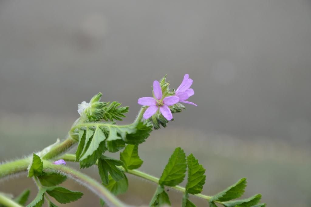 Erodium moschatum (Geraniaceae)