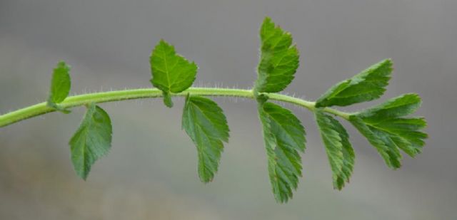 Erodium moschatum (Geraniaceae)