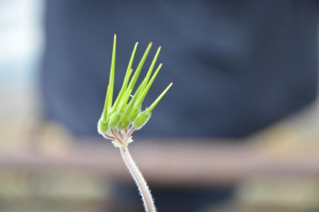 Erodium moschatum (Geraniaceae)