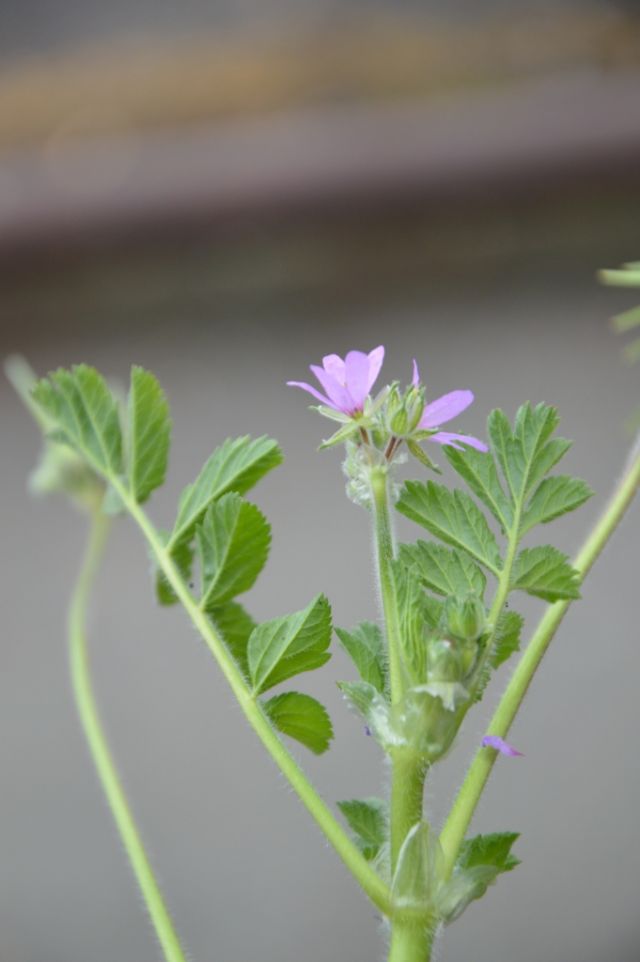 Erodium moschatum (Geraniaceae)