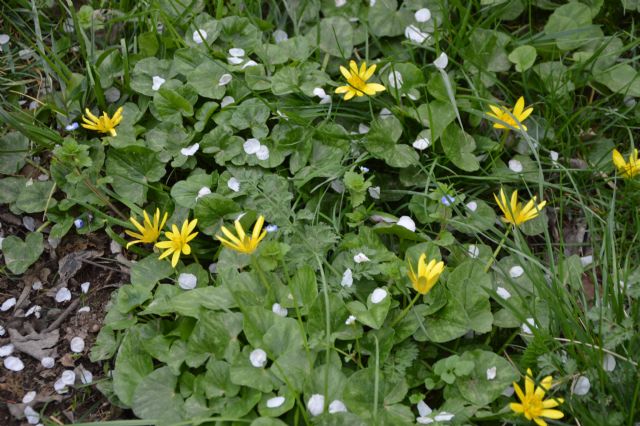 favagello in giardino: Ranunculus ficaria