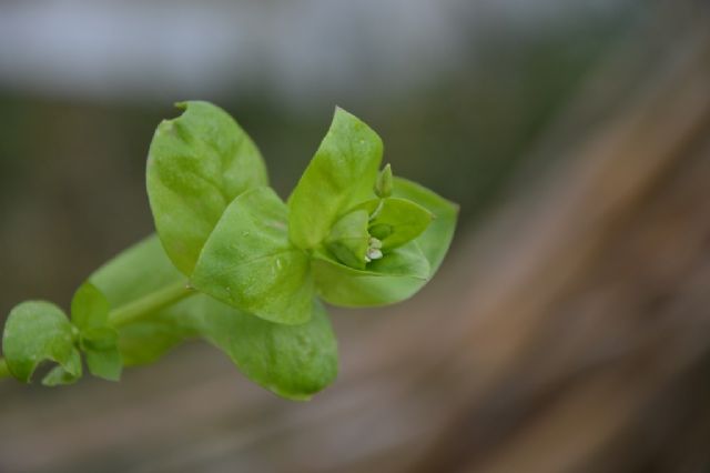 Stellaria media (Caryophyllaceae)