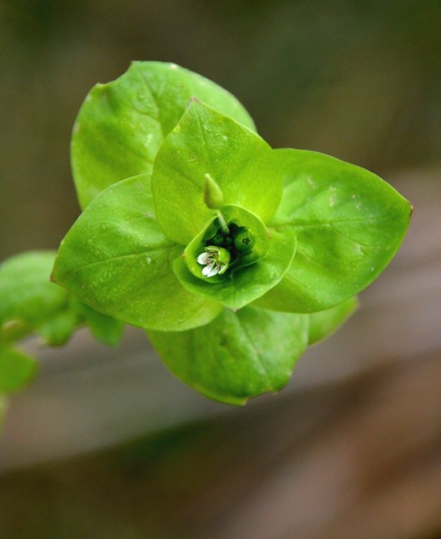 Stellaria media (Caryophyllaceae)