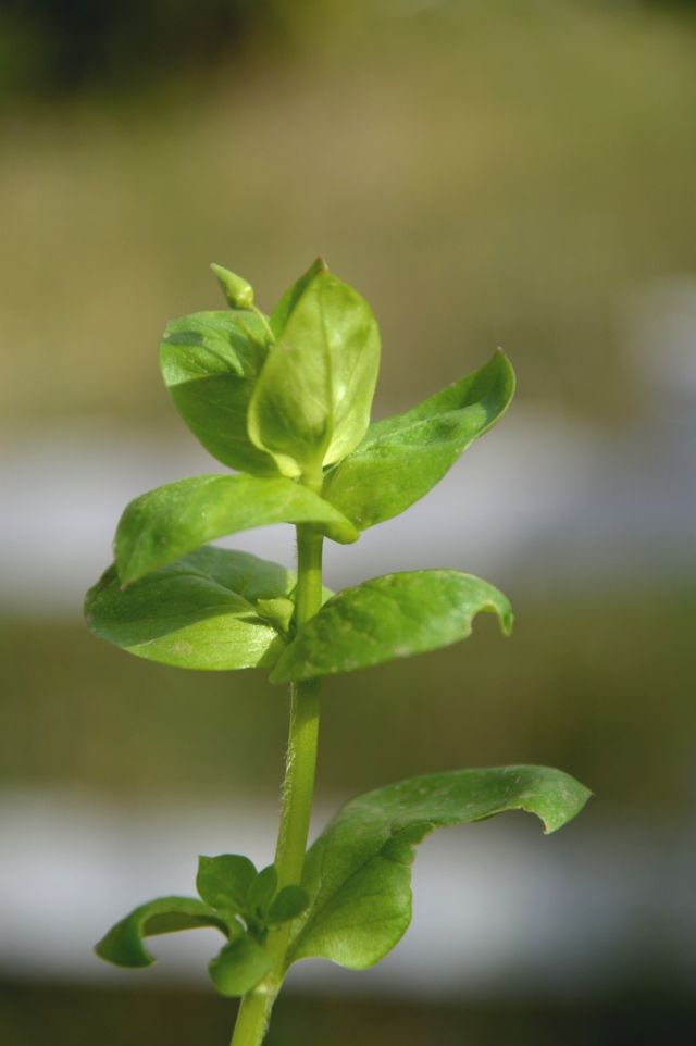 Stellaria media (Caryophyllaceae)