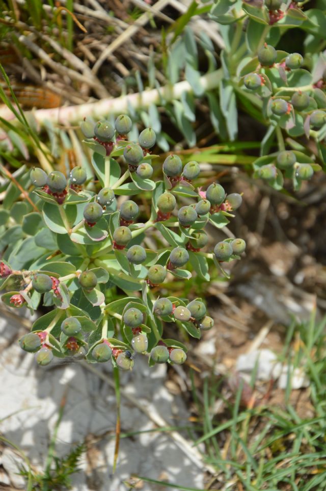 Euphorbia myrsinites / Euforbia mirsinite