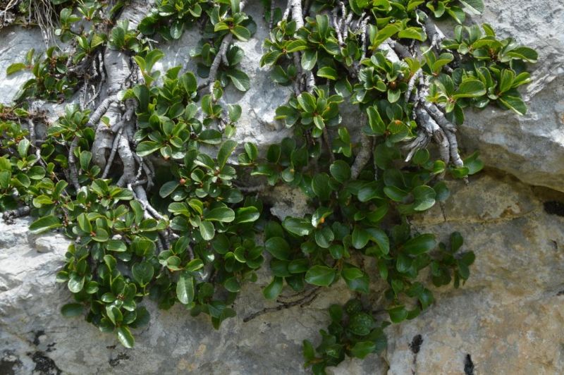 Campo imperatore - Gran Sasso: Rhamnus pumila