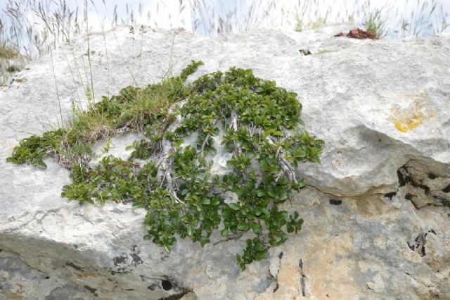 Campo imperatore - Gran Sasso: Rhamnus pumila