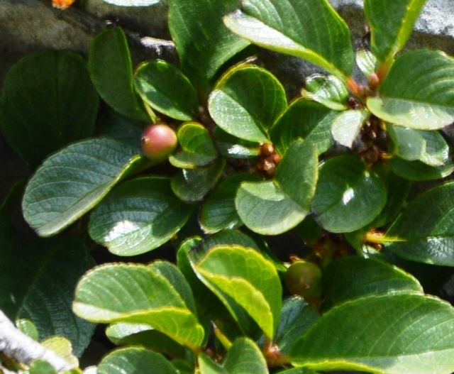 Campo imperatore - Gran Sasso: Rhamnus pumila