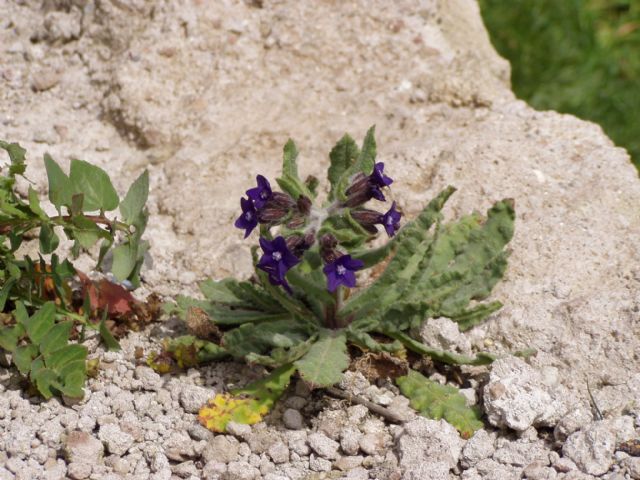 Anchusa undulata